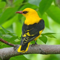 Indian Golden Oriole